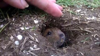 Tucotuco de los talas Ctenomys talarum Canal 15 Cerro de la Gloria Buenos Aires [upl. by Roswell]