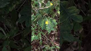 Flowers of Biophytum sensitivum [upl. by Garneau897]