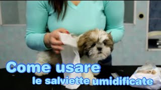 Come usare le salviette umidificate  PlayDog Toelettatura del Cane [upl. by Latton]