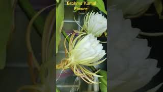 Brahma Kamal Flower Blooming ar Night 🤯 [upl. by Anomor]