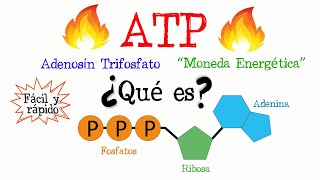 🔥 ¿Qué es el ATP 💥 Fácil y Rápido  BIOLOGÍA  QUÍMICA [upl. by Anyl]