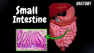 Small Intestine Anatomy Parts Topography Structures Layers [upl. by Retsila]