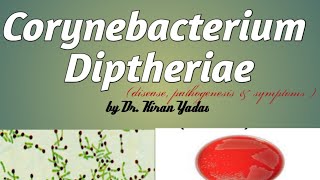 Microbiology lectureCorynebacterium diphtheriae symptoms pathogenesis toxin mechanism of action [upl. by Nwahser]