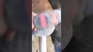 Cleaning up a Horse Hoof shorts farrier satisfying asmr [upl. by Eat]