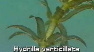 Hydrilla [upl. by Levona]