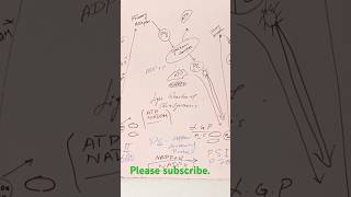 shorteducationATP formationcytochrome complexshortyoutube [upl. by Melodee69]