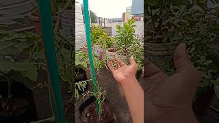 Fusarium wilt damage to tomato crop management madgardener gardening disease [upl. by Ardekahs]