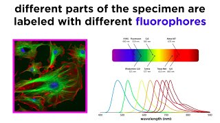 Widefield and Confocal Fluorescence Microscopy [upl. by Hachman]