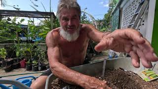 Planting glorious crocodile zucchini AND Marmande Tomato seeds in HOT climates [upl. by Kris]