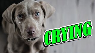 Dog Crying and Whining Loud  Sound Effects of 5 Crying Dogs [upl. by Stochmal]