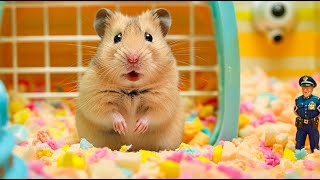 Epic Battle Hamster Escapes Spider Maze Full of Explosives 🐹 Hamster Maze [upl. by Saber600]