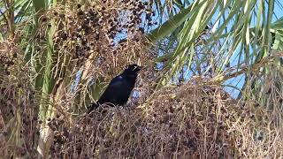 Grackle Singing [upl. by Anirol]