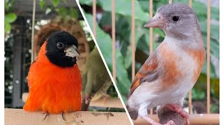 Burung Red Siskin Betina Gacor Lenjeh [upl. by Budding]