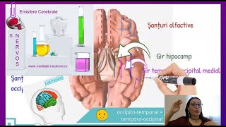 S Nervos  Emisferele CerebraleMaterieAdmitereMedicina  meditatiimedicinaro [upl. by Ogdan]