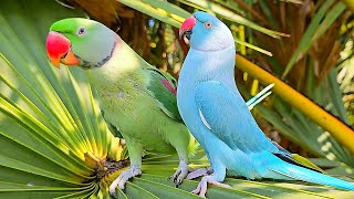 Amazing Parrot Talking Mitthu Mitthu [upl. by Mikahs555]