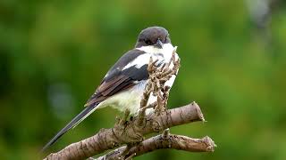 South Africans birds of prey Common Fiscal Shrike shot on canon powershot sx70hs animals [upl. by Renault979]