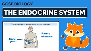 The Endocrine System  GCSE Biology [upl. by Jaime405]