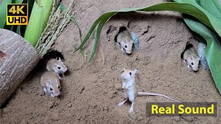 Cat TV mouse digging burrows  holes in sand  playing and squeaking 8 Hour 4k UHD [upl. by Roseanne]