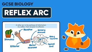 Reflex Arc  GCSE Biology [upl. by Ecnarret]