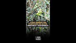 ¿Cómo diseñar una plantación de olivos rentable y sostenible [upl. by Remmos606]