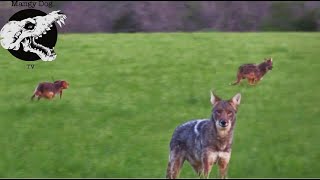 Mad Coyote vs Good Dog  Decoy Doggin Coyote Hunting [upl. by Holli888]