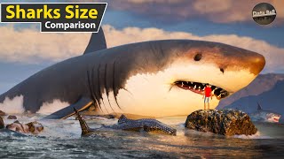 Sharks Size Comparison in water  world smallest to longest shark size [upl. by Reuven301]