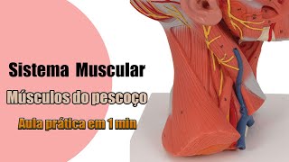 Músculos do Pescoço  Anatomia Humana [upl. by Faber]