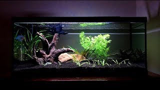 20g Long Planted Community Tank Update [upl. by Briney]