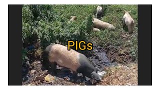 PIGS FEEDING ASMR [upl. by Wilcox]