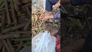 Fun Job With This Rice Paper Plant Herbal Medicine plants asmrvideo [upl. by Atorod]