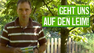 Leimringe an Obstbäumen anbringen  Der Grüne Tipp kompakt [upl. by Absalom802]