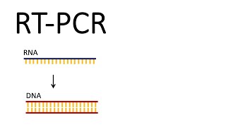 How we test for SARSCoV2  RTPCR Reverse Transcription PCR [upl. by Neuburger]