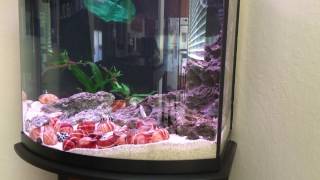 Unboxing of Tanganyika shell dweller cichlids  Lamprologus Multifasciatus Part 2 [upl. by Aidroc]