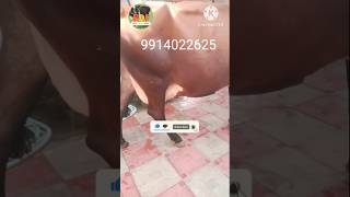 Cow for sale 18 liter Milk near moga cow sale short viral [upl. by Notyad217]