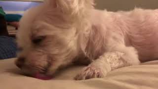 ASMR Lucky puppy dog licks blanket [upl. by Caryn]