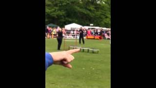 HampM dog display at calderstones park at bark in the park [upl. by Diannne]