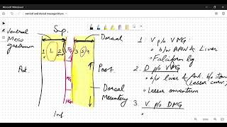 Derivatives of Ventral Mesogastrium and Dorsal Mesogastrium [upl. by Yona]