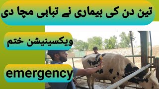 Diseases outbreak 3 din ki bymeriBEF TREATMENTDIAGNOSISPREVENTIONemergency in punjab [upl. by Olia267]