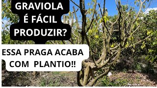 VALE A PENA PLANTAR GRAVIOLA PLANTIO DE GRAVIOLA COM 8 ANOS [upl. by Darrelle]