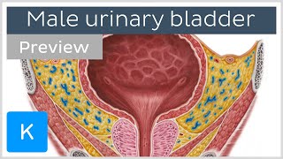 Male urinary bladder overview preview  Human Anatomy  Kenhub [upl. by Jevon215]