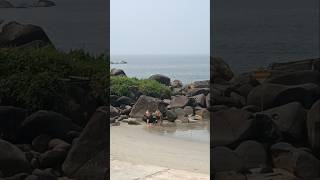 Goa Palolem beach palolem shortvideo shorts goabeach shots [upl. by Naillik]