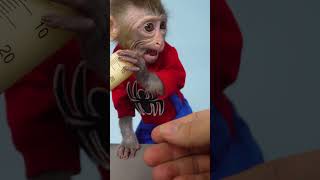 Monkey Bon Bon baby enjoy with Milk monkeymonkey monkey cute babymonkey [upl. by Tay232]