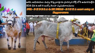 DVR MEMORIAL  DHEERA amp RK BULLS  SIMHA mass entry with fans at Koppuravuru Ongole Bulls Show court [upl. by Jenna]