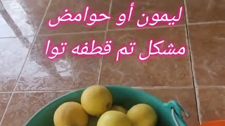 ليمون أو حوامض مشكل تم قطفه تواMixed lemons have just been picked [upl. by Lil]