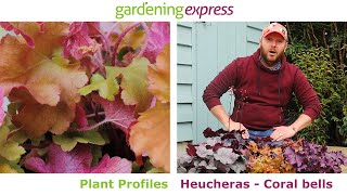 Plant Profile  Heuchera Evergreen Plants [upl. by Nybbor63]