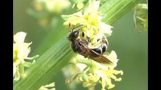 Gewone geurgroefbij Lasioglossum calceatum vrouwtje [upl. by Bordie]