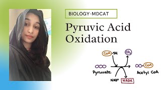 Pyruvic Acid Oxidation  explained in Urdu and Hindi [upl. by Lomasi]