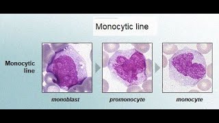 Morphology or Structure of Monocyte Promonocyte and Monoblast Characteristics Features [upl. by Ytsur]