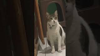 Three legged cat cat catlover shorts rap hiphop viralvideo [upl. by Leandre]