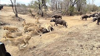 An EPIC SIGHTING Battle between lions and buffalo 🦁🐃🤠 [upl. by Lamoree]